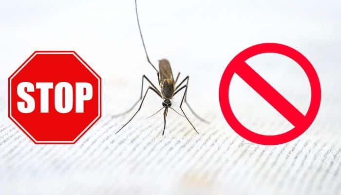 How To Keep away from Mosquitoes Chomps