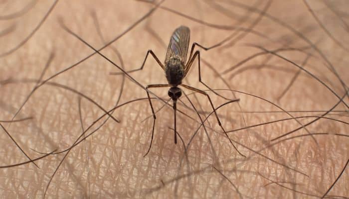 Why Mosquitoes Are Attracted to you?